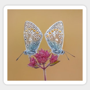 Two Common Blue Butterflies on a Wild Marjoram Flower Sticker